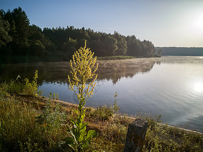 清晨美丽的大湖 清晨阳光树木游泳季节生活地平线闲暇蓝色天空池塘图片