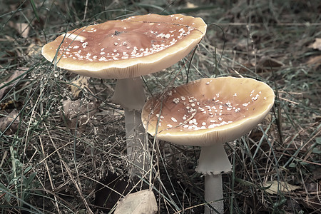 两个有毒的蘑菇在森林清空时喷发旅行身体叶子生物学季节地球宏观落叶植物药品图片