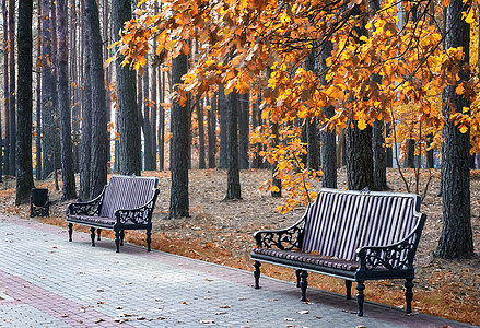 秋天风景 公园的秋天树木红色天堂长椅叶子黄色树叶胡同季节花园图片