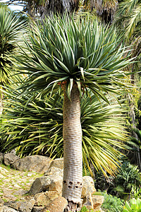 美丽的德拉卡纳德拉科 在花园的花园里园艺天空植物异国叶子植物群树木沙漠热带游客图片