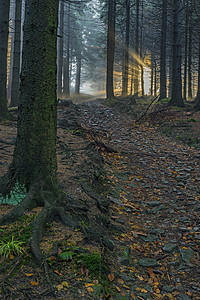 带太阳光的零星森林季节雾气射线环境天气树林小路云杉薄雾魔法图片