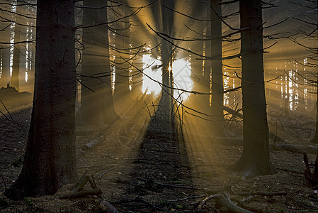 带太阳光的零星森林国家魔法天气环境林地阳光情绪风景射线季节图片