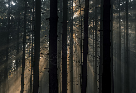 带太阳光的零星森林天气林地云杉太阳晴天国家魔法雾气情绪阳光图片