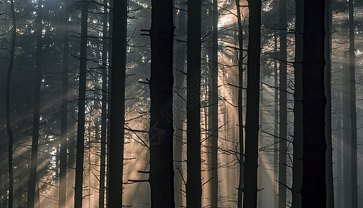 带太阳光的零星森林季节阳光阴霾射线晴天薄雾环境树木雾气风景图片