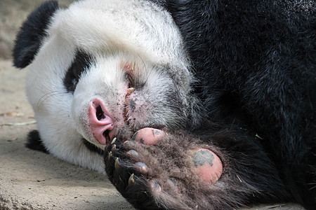 巨型熊熊熊在吃竹子后 在森林雨中睡着时 它正在睡觉濒危黑色哺乳动物熊猫公园动物园栖息地白色野生动物荒野图片