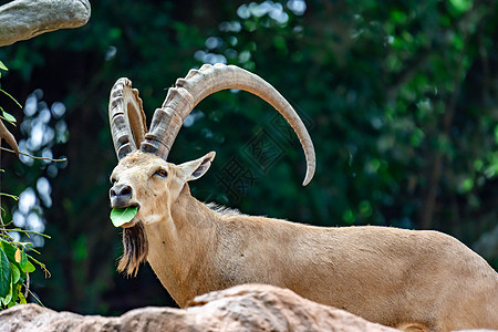 在山顶上吃叶子时 一只ibex山羊斯坦博克布丁花束牛角荒野哺乳动物动物国家石头沙漠高山栖息地动物群图片