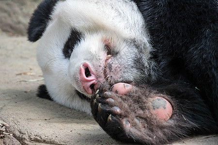 巨型熊熊熊在吃竹子后 在森林雨中睡着时 它正在睡觉毛皮濒危动物园熊猫哺乳动物黑色白色栖息地野生动物公园图片