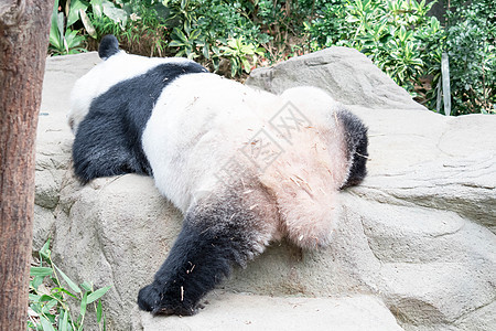 巨型熊熊熊在吃竹子后 在森林雨中睡着时 它正在睡觉公园野生动物白色哺乳动物熊猫黑色栖息地动物园荒野濒危图片