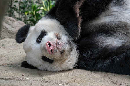 巨型熊熊熊在吃竹子后 在森林雨中睡着时 它正在睡觉荒野熊猫公园濒危野生动物黑色白色哺乳动物毛皮动物园图片
