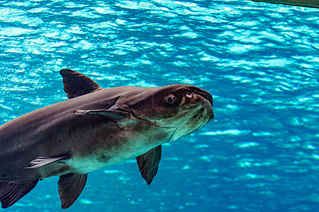 在蓝水水族馆游泳时千兆头皮肤辣椒淡水食物盘子海鲜树叶油炸鲶鱼千兆图片