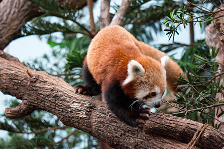 一只非常可爱的小熊猫 也称为小熊猫 红熊猫或红猫熊 同时寻找食物竹子动物宠物公园森林荒野栖息地大熊猫哺乳动物野生动物图片