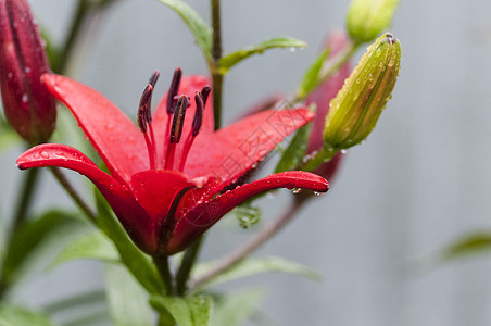 Lily红花瓣上的雨滴 柔软的焦点图片