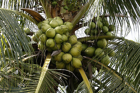 椰子种植农场图片