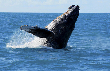 南巴希亚的座头鲸环境蓝色哺乳动物潜水动物旅行荒野游泳热带鲸鱼图片