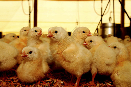 在巴西的鸡肉养鸡场农业白色农场马背食物小鸡动物家禽乡村农村图片
