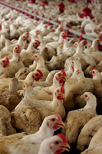 在巴西的鸡肉养鸡场动物鸡舍小鸡食物乡村农场农村家禽工厂养殖图片