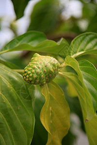 果实在果园中果汁食物营养种子抗癌情调热带营养素绿色植物药品图片