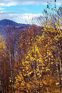 罗马尼亚山脉的秋天风景图旅行全景天空树木森林草地农村高度旅游爬坡道图片