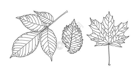 一组不同树的叶子 在白色背景上以脉络线图形式留下图片