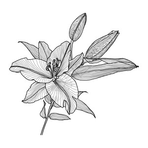 白色背景上带有叶子和芽黑色图形的百合花的逼真线性绘图绘画雄蕊植物群打印花瓣黑与白植物插图矢量线条图片