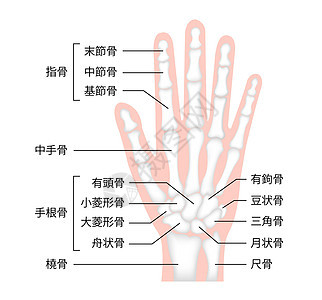 手骨平面矢量图人体解剖学舟骨身体男人疼痛疾病手腕外科手臂药品科学图片