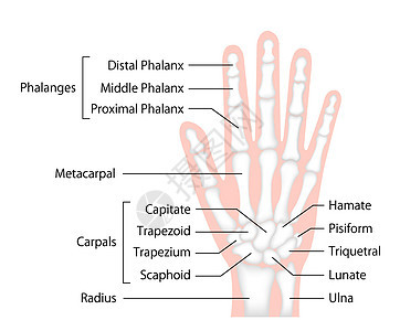 手骨平面矢量图人体解剖学近端身体学习疾病指骨卫生手指外科头状骨头图片