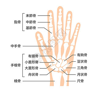 手骨平面矢量图人体解剖学新月手臂外科疾病器官生物学骨头插图舟骨身体图片