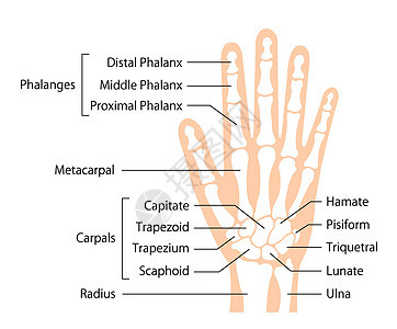 手骨平面矢量图人体解剖学诊所外科医生插图生物学梯形手臂手腕保健科学图片