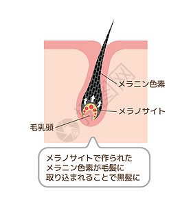 色素头发矢量图解日本的机制图片
