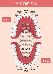 人类恒牙图表矢量图日本搪瓷信息牙科器官牙医牙刷牙线解剖学卫生插图图片