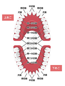 人类恒牙图表矢量图日本牙医口服磨牙出牙期科学成人犬类器官牙线牙齿图片