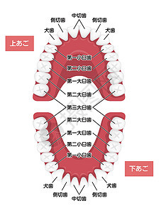 人类恒牙图表矢量图日本牙医口服磨牙出牙期科学成人犬类器官牙线牙齿背景图片
