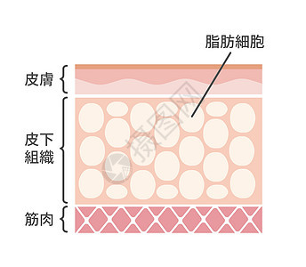 它制作图案的脂肪细胞剖面图健康治疗病人医生重量插图女性解剖学组织医师背景图片