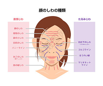 表情皱纹和老化皱纹女性面部矢量图日本图片