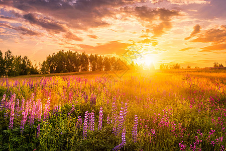 日落或日出在山上 山上有紫色的野葡萄 野花 年轻的树枝和阴云桦木阳光太阳射线太阳光夏花地平线爬坡生长图片