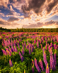 日落或日出在一片有紫色野马林和阴云的天空的田地上野花生长太阳地平线阳光夏花太阳光射线图片