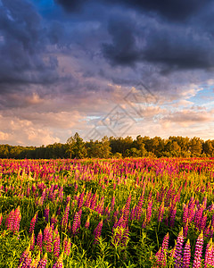 日落或日出在一片有紫色野马林和阴云的天空的田地上地平线夏花野花太阳生长太阳光射线阳光图片