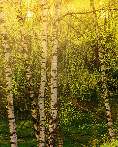 日出或夕阳在春天的树丛中 有青绿叶草和青草 阳光破碎而过风景树干桦木白桦林春林第一叶日落光束季节树林图片