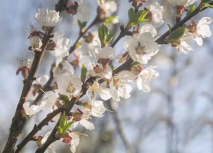 一片盛开的杏子树枝 与蓝天对立绿色植物粉色花园叶子白色园艺植物学植物群花瓣图片