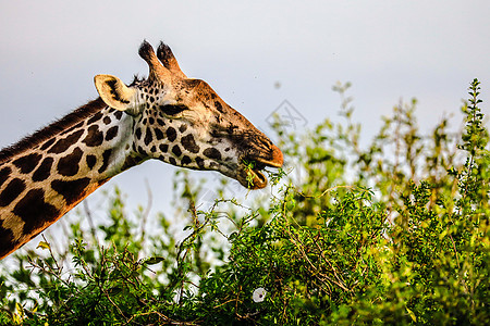 肯尼亚东部国家公园 非洲长腿衬套脖子荒野环境摄影旅游旅行野生动物食草图片