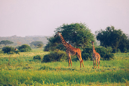 非洲肯尼亚Amboseli国家公园的旅游脖子国家动物衬套荒野草原马拉天空野生动物图片