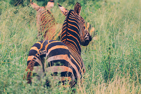 肯尼亚安博塞利国家公园的斑马大草原旅行野生动物平原荒野食草条纹游戏公园哺乳动物图片