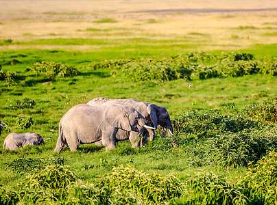 Amboseli国家公园大象 肯尼亚 非洲旅行团体獠牙公园象牙家庭场景荒野食草哺乳动物图片