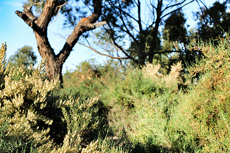 带有土原灌木和eucalyptus的乡村景观国家爬坡桉树植物群踪迹蓝色远足芳香沉积岩石图片
