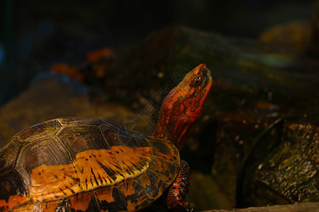 美丽明亮的海龟贴近水面图片
