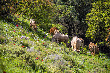 牧牛群在森林前面的草地上放牧 旅行概念远足 以色列北区农业场地环境农村艺术农田哺乳动物农场天空土地图片