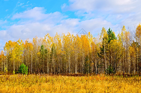 森林秋天黄蓝天空图片