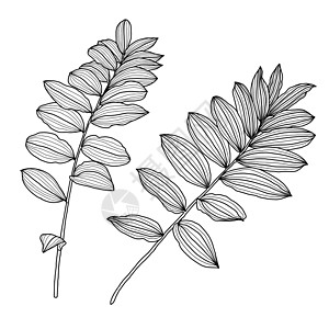 Kupena 的两片叶子的线性绘图也称为所罗门海豹计划植物群装饰中风静脉树枝打印设计季节插图风格图片