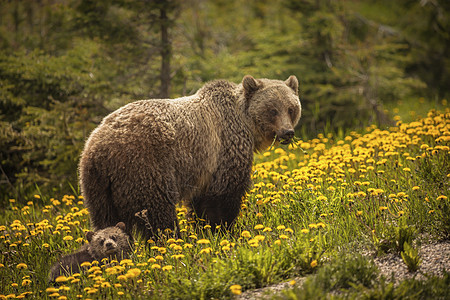 加拿大贾斯珀国家公园熊岛顶峰黑熊动物晴天旅行公园山脉母亲棕熊荒野图片