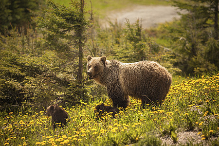 加拿大贾斯珀国家公园熊岛动物旅行野生动物黑熊山脉顶峰荒野草地公园晴天图片